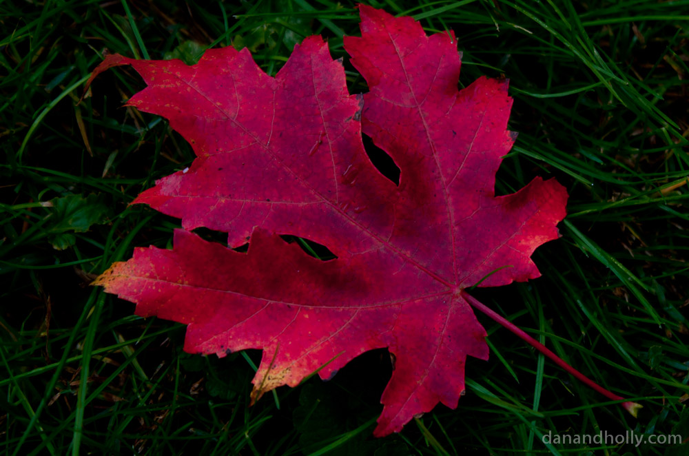 Autumn leaf