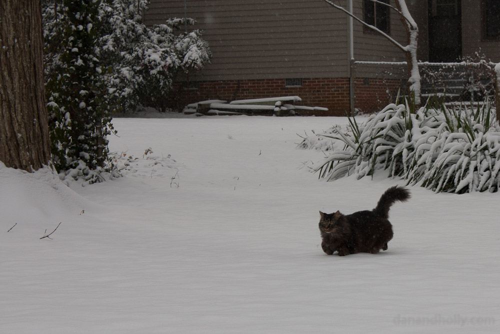 Charlie the snow cat Charlie the snow cat